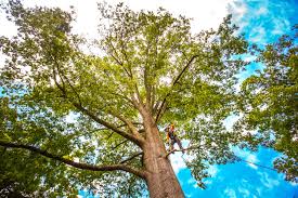 How Our Tree Care Process Works  in  Randleman, NC